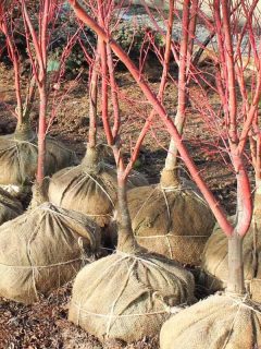 Burlap-balled trees ready for planting, How To Move A Balled And Burlapped Tree