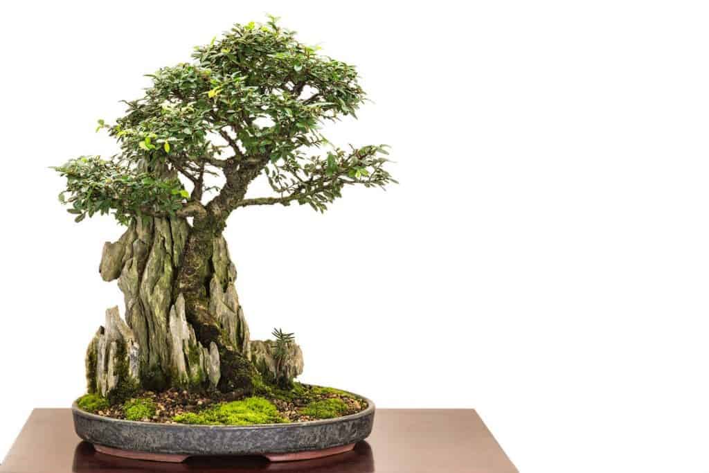 Chinese elm as bonsai tree