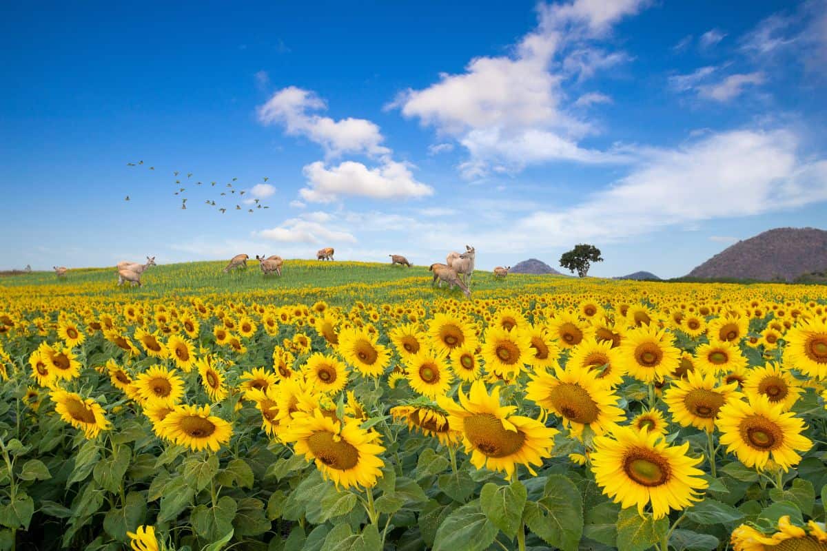 Fine art of landscape view of sunflower blossom field on hill and have Deer herd seeking food on the green grass.