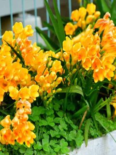 Freesia flower in the garden, What To Do With Freesia Bulbs After Flowering?