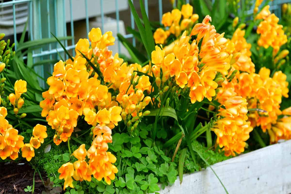 what to do with freesia bulbs after flowering? - gardentabs