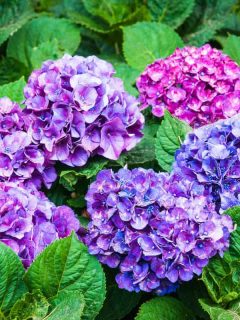 Gorgeous bright violet colored hydrangeas at full bloom on the garden, What Is Eating My Hydrangea? [And How To Stop Them]