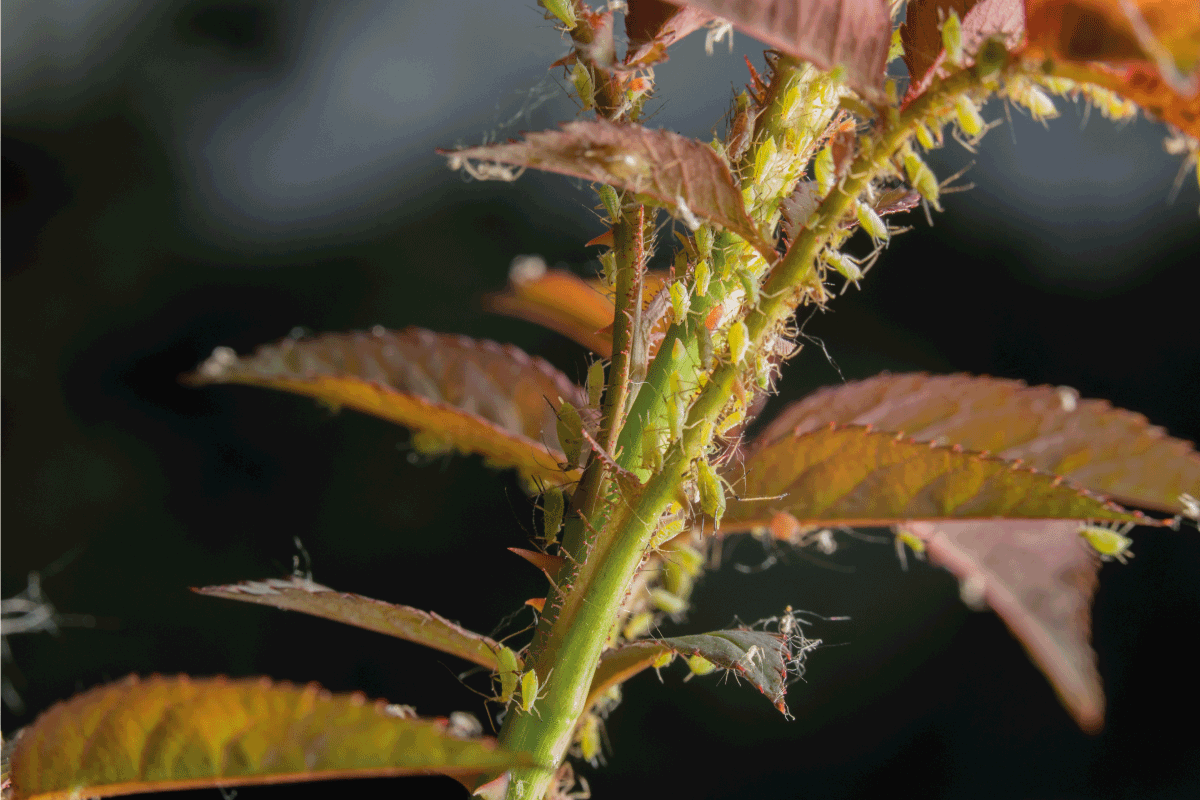 Green aphid on a rose stalk, a garden pest that transmits diseases. How Often Should You Spray Roses For Aphids