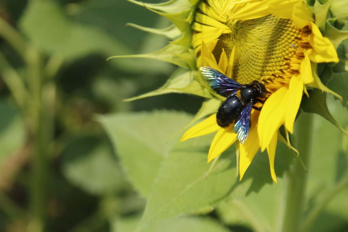 Indian black bee(Carpenter bee) on sunflower