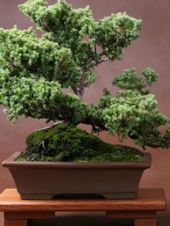 Lush bonsai planted on plastic planter, How To Grow Moss On A Bonsai