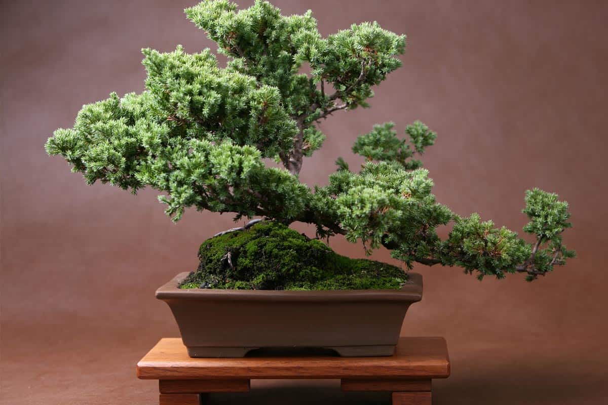 Lush bonsai planted on plastic planter, How To Grow Moss On A Bonsai