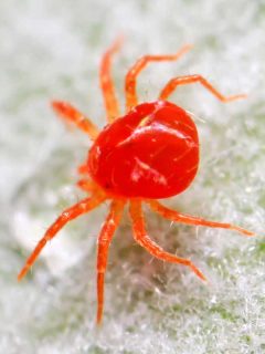 Red mite on plant in the wild, 8 Best Products For Treating Red Spider Mites