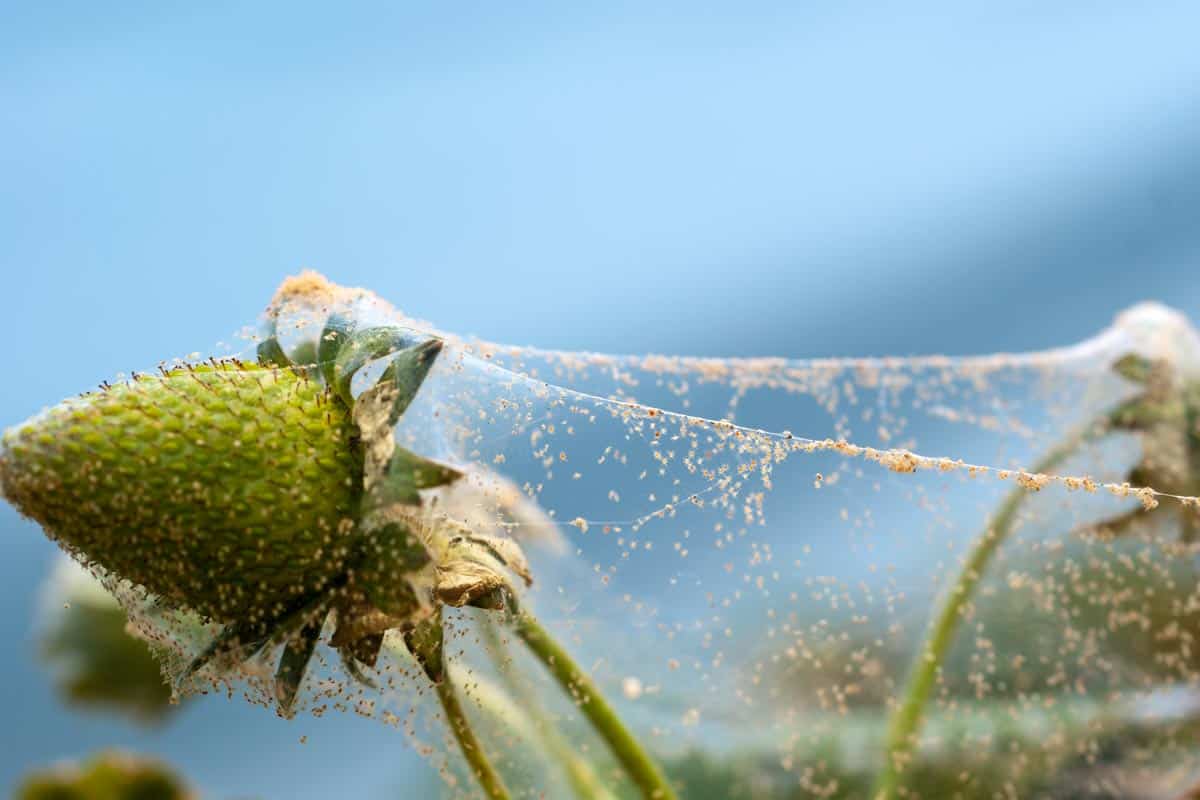 Red spider mite infestation on a strawberry crop, 8 Best Products For Treating Red Spider Mites