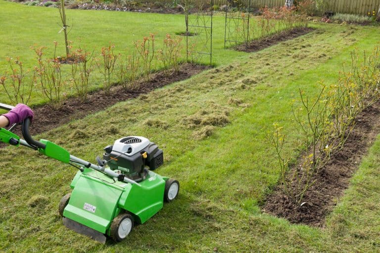 A man scarifying his lawn, Should You Aerate Your Lawn Every Year?