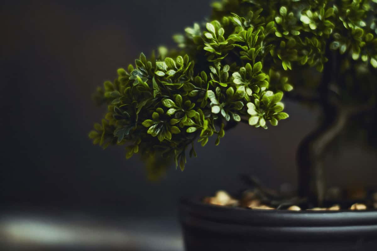 Tiny bonsai tree, How Fast Do Bonsai Trees Grow?