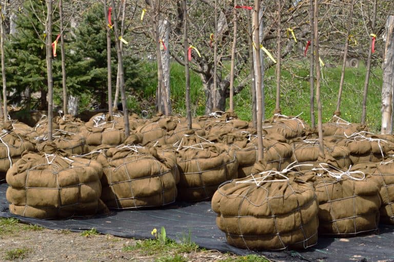 Tree saplings with burlap roots at a small plantation, Balled-And-Burlapped Trees: Pros, Cons, And Alternatives