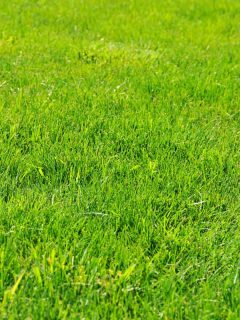 Up close photographed of healthy St. Augustine grass, What Are The Best And Worst Types Of Soil For St Augustine Grass?