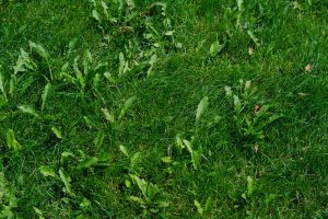 Read more about the article How Fast Do Garden Weeds Grow?
