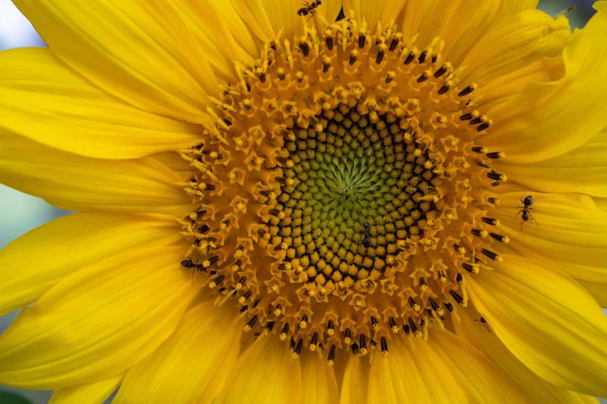 close-up yellow sunflower with insects marching ants bugs. summer sunny day at sunset Essentials collection Available with your subscription S M L XL 2001 x 1503 px (6.67 x 5.01 in.) - 300 dpi - RGB Download this image Includes our standard license. Add an extended license. Credit:pavel_balanenko Stock photo ID:1025877314 Upload date:August 27, 2018 Categories:Stock Photos | Agricultural Field