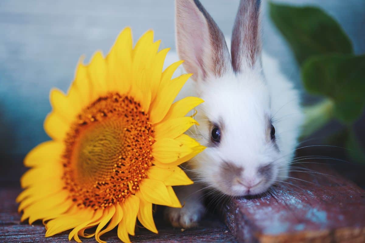 little rabbit and sunflower at the garden. Summer