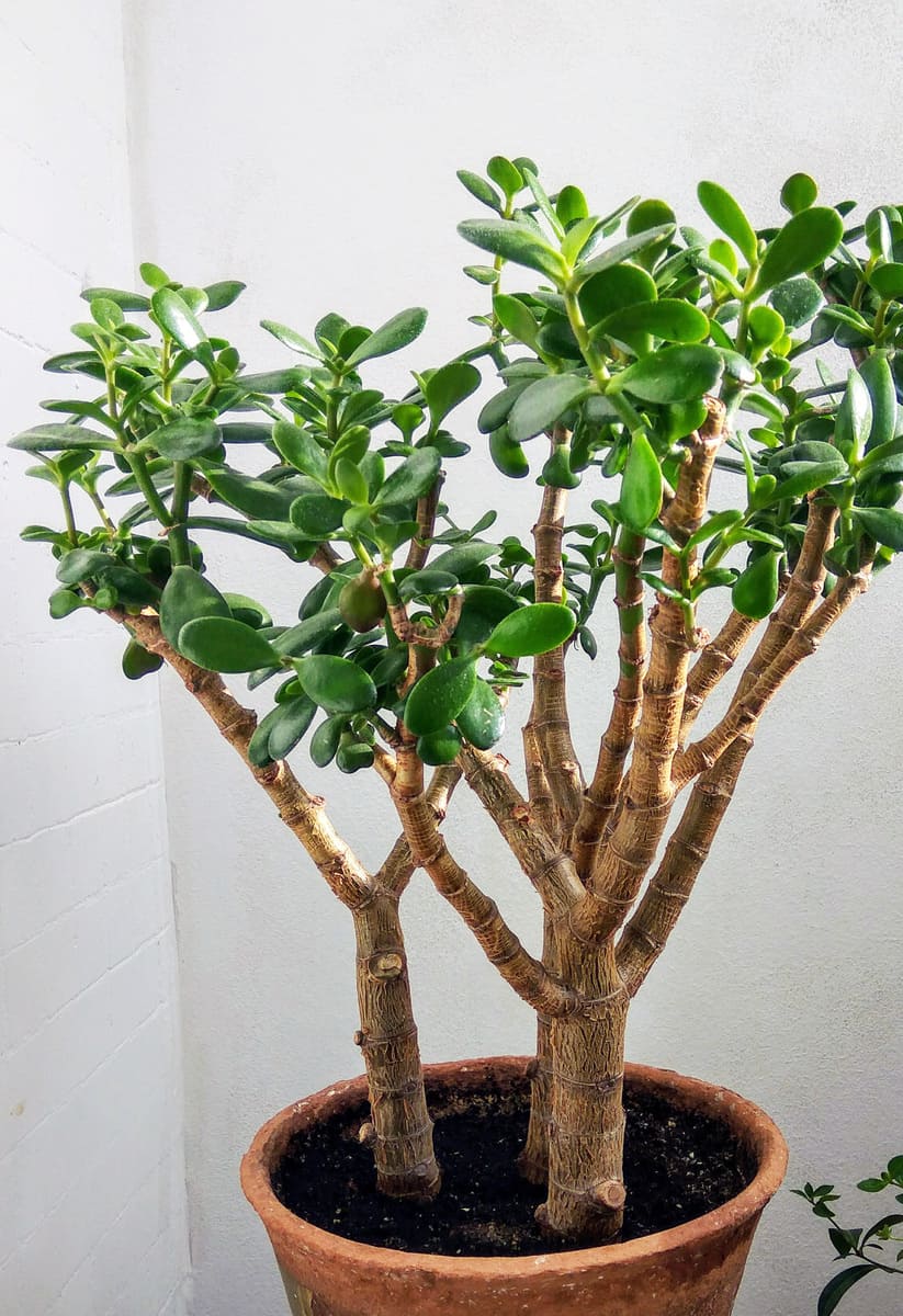 rassula or money tree.One potted bonsai plan