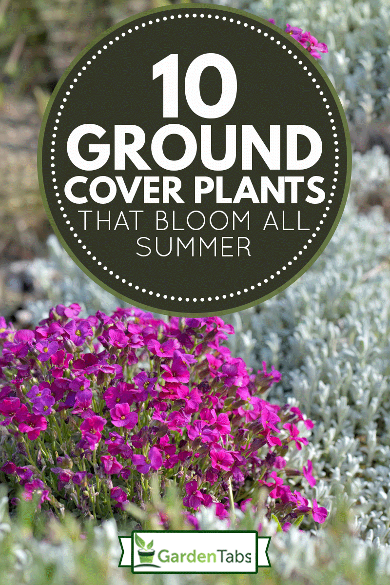 10 Ground Cover Plants That Bloom All Summer