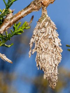 A bagworm on a branch of a pine tree, What Kind Of Plants Do Bagworms Eat? [And How To Prevent That]