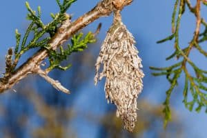 Read more about the article What Kind Of Plants Do Bagworms Eat? [And How To Prevent That]