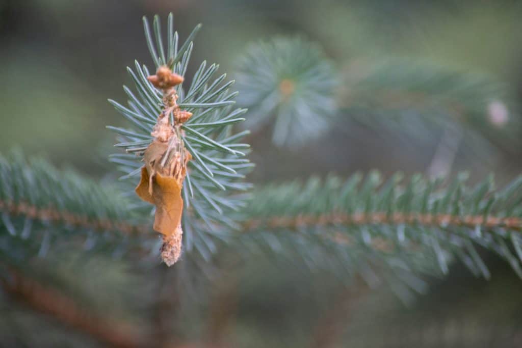 A bagworm on the branch of a pine tree