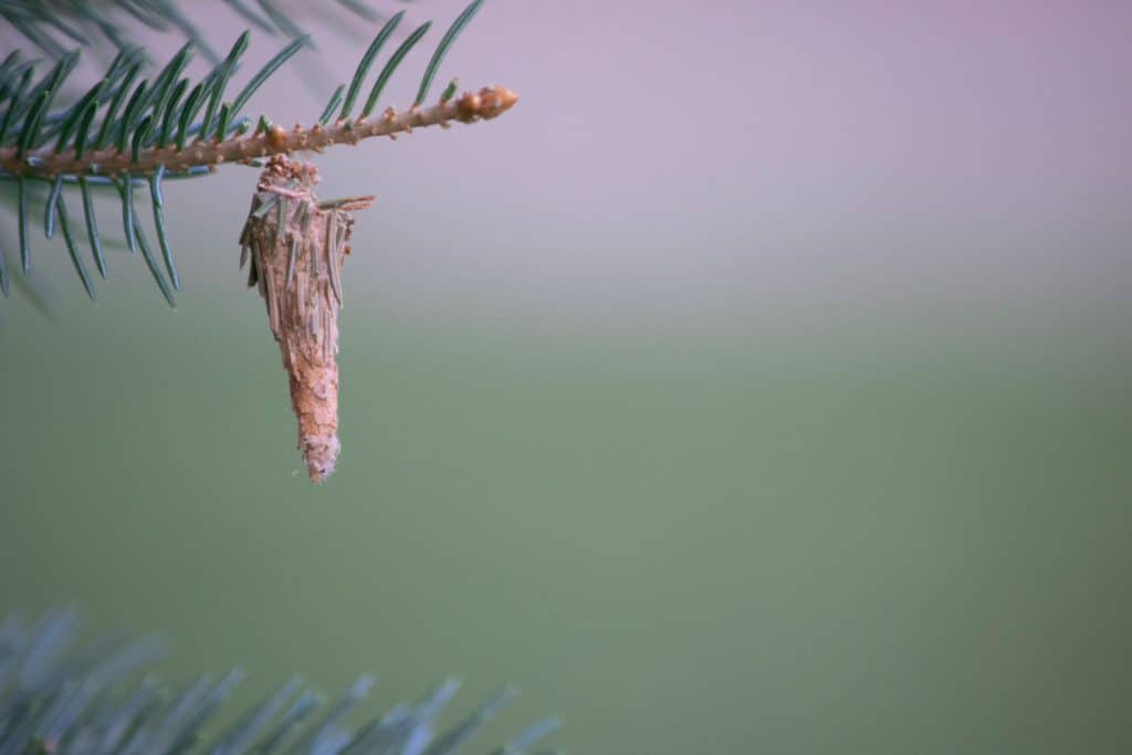 A bagworm photographed on a pine tree