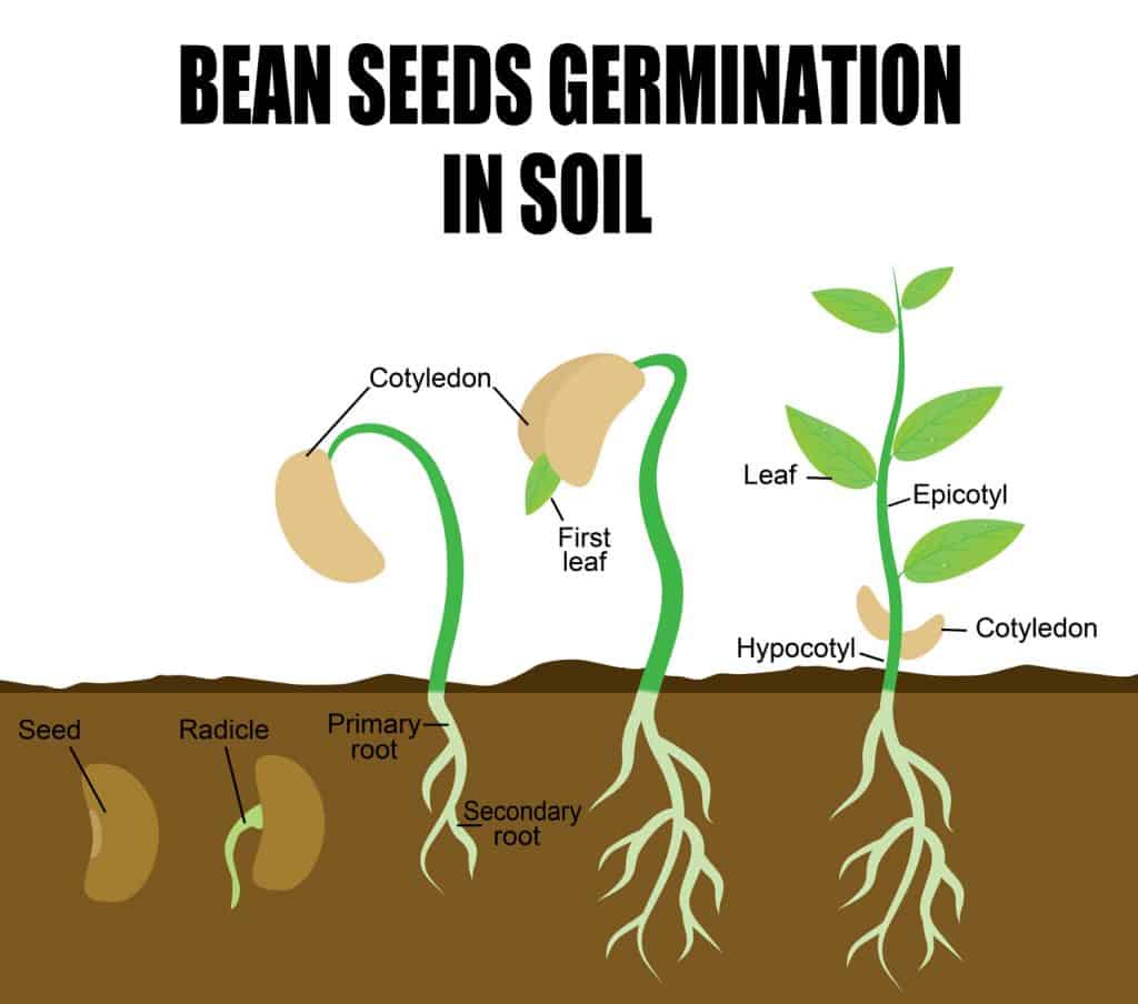 A bean seed germination illustration
