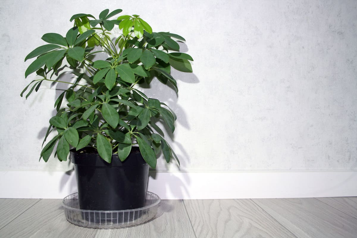 A beautiful Schefflera plant in a black plastic pot
