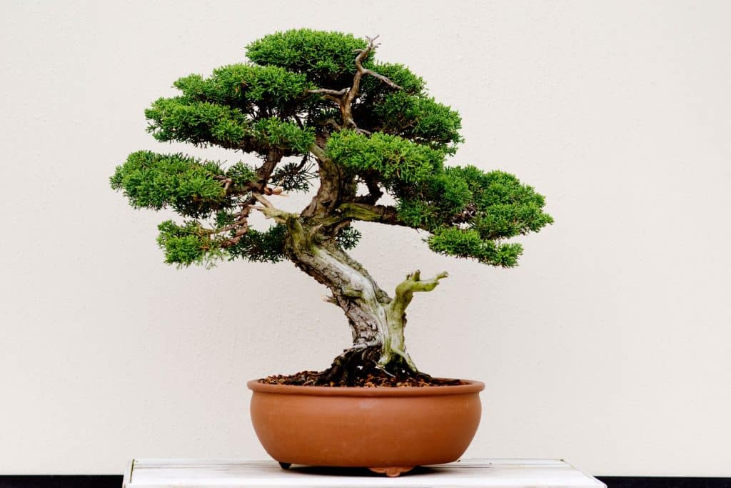 A beautiful and well maintained bonsai tree planted in a clay pot