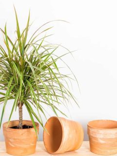 A beautiful and healthy Dragon tree planted on a small clay pot, Why Is My Dragon Tree Dying? [With Tips On What To Do About It]