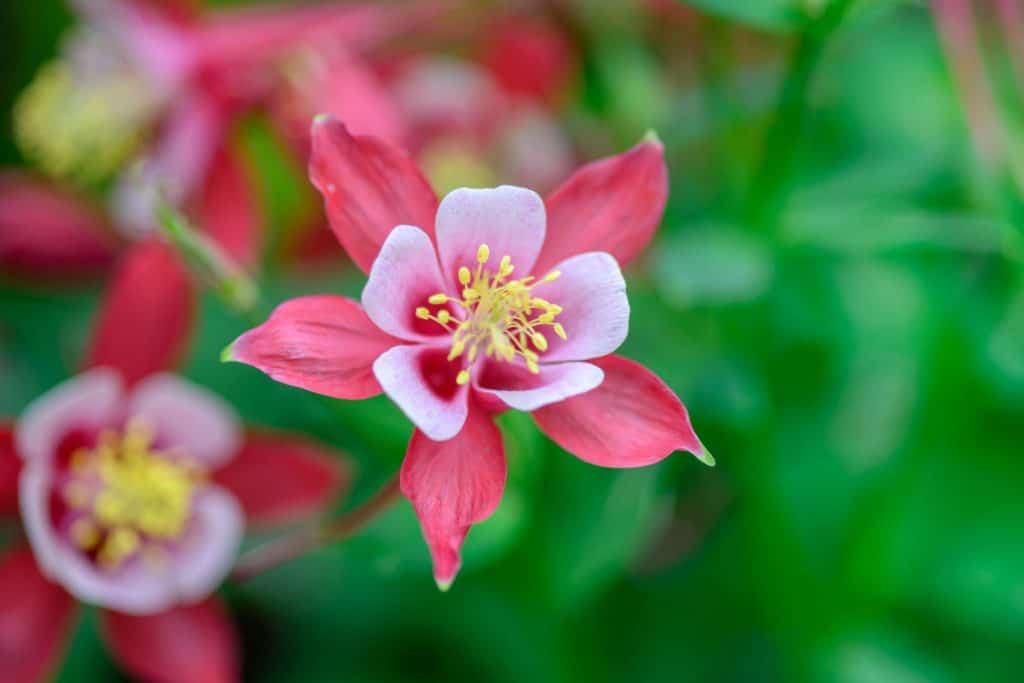 A beautiful pink colored columbine flower photographed up close