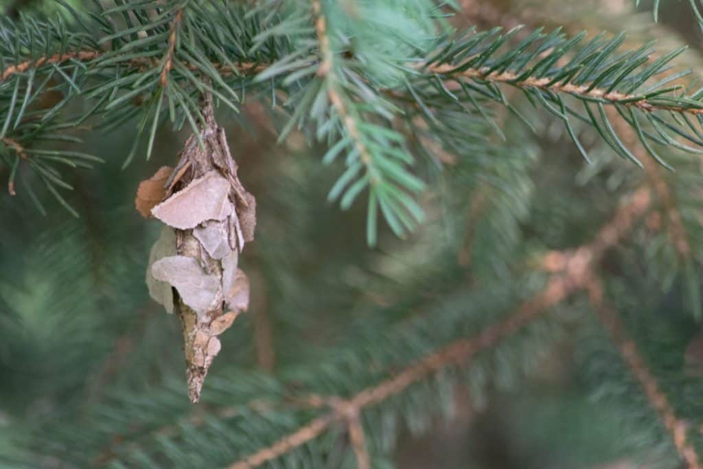 A big bagworm on the pine tree branch