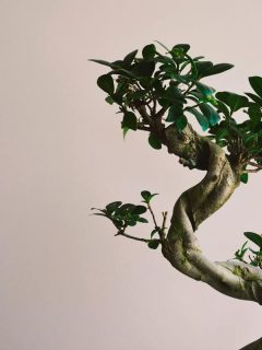 Why Is My Bonsai Tree Trunk Squishy? [And What To Do About It], A bonzai tree with green leafs and light purple background