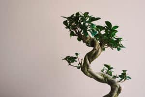 Read more about the article Why Is My Bonsai Tree Trunk Squishy? [And What To Do About It]