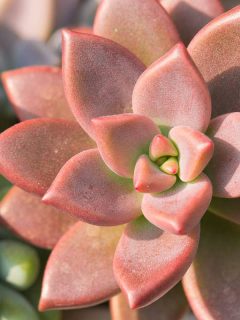 A bright blooming pink echeveria, Why Is My Echeveria Dying? [With Tips On What To Do About It]