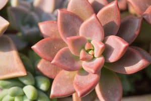 Read more about the article Why Is My Echeveria Dying? [With Tips On What To Do About It]