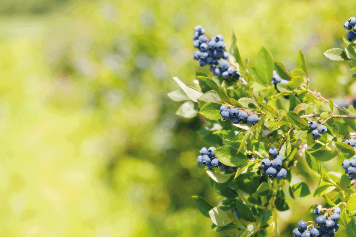 A cluster of blueberries hanging on a branch of the blueberry plant.