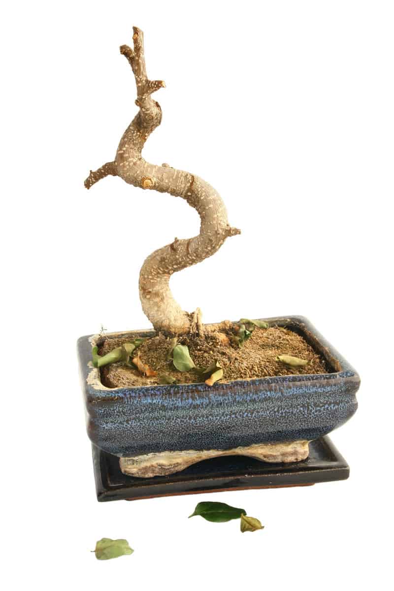 A dead bonsai tree in a blue pot, with a few leaves at the base, isolated on white backgrounds