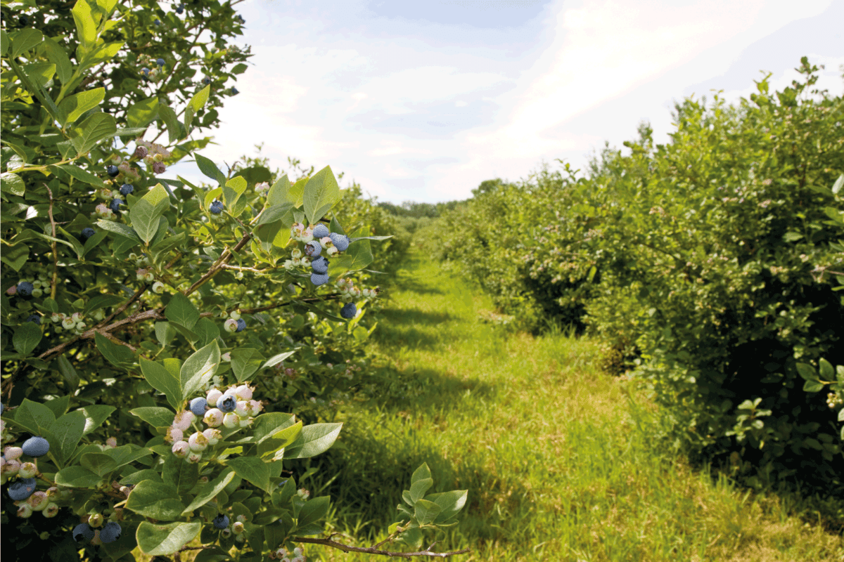 A look down the rows of blueberry shrubs on a Michigan farm