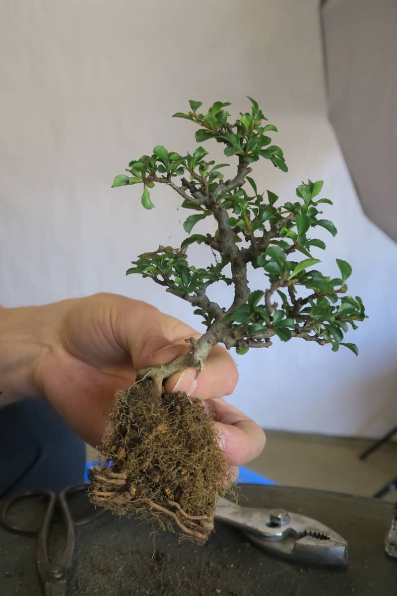 A man holding bonsai came out from a pot in Ibaraki, Japan.