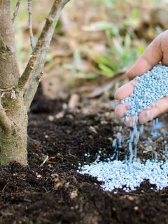 A man pouring a handful of fertilizer next to a tree, How Much Fertilizer Should You Use For Fruit Trees?