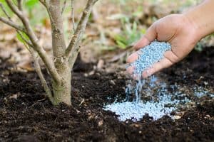 Read more about the article How Much Fertilizer Should You Use For Fruit Trees?
