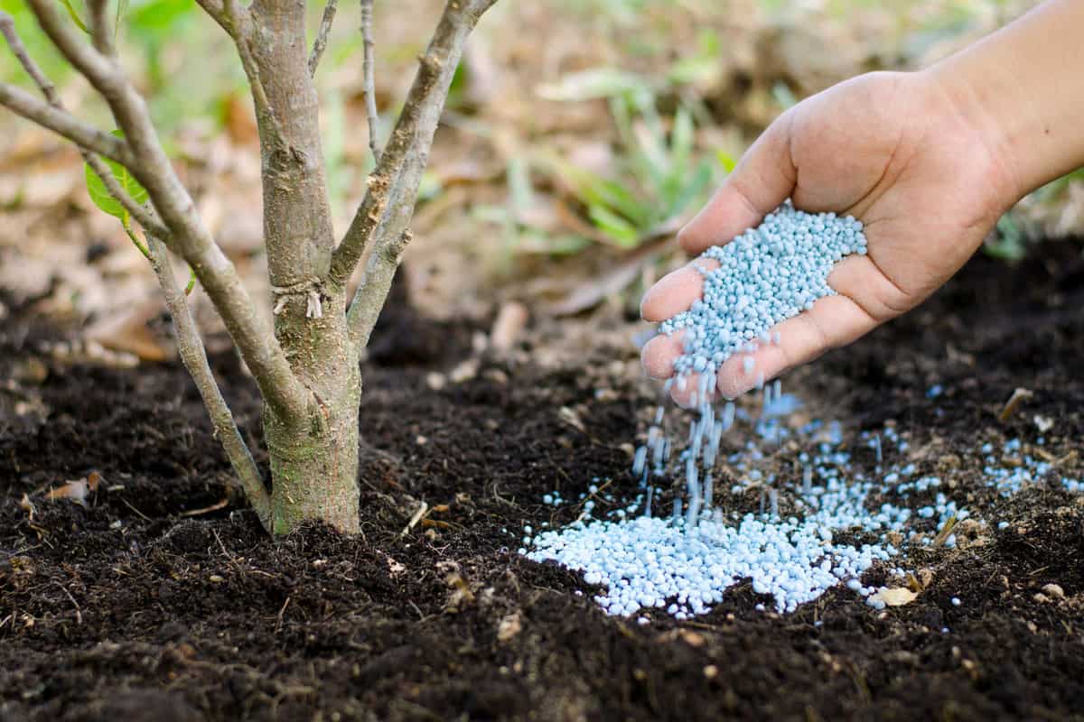A man pouring a handful of fertilizer next to a tree, How Much Fertilizer Should You Use For Fruit Trees?