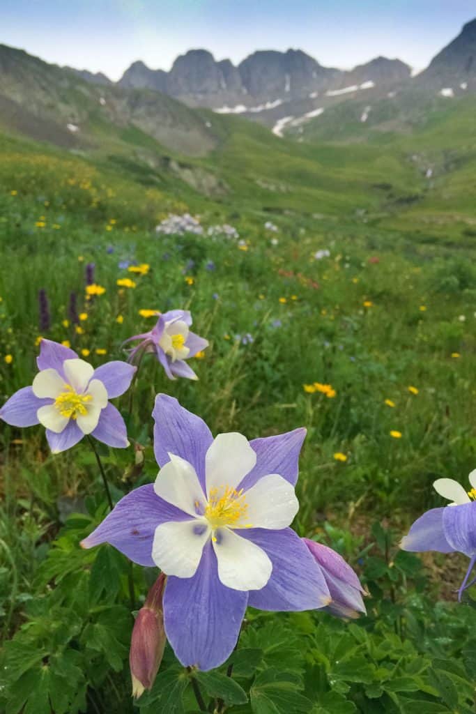 A mountain valley filled with purple columbine flowers