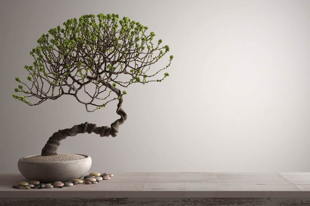 A petted bloom bonsai tree decorated with small pebbles on top of a table