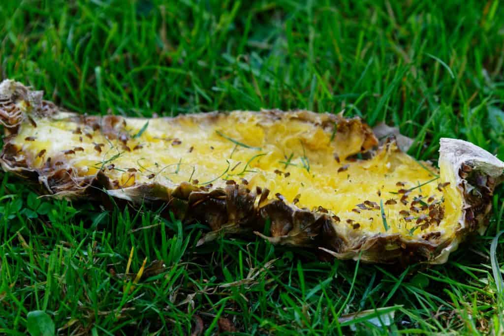 A rotting pineapple in the grass filled with fruit flies