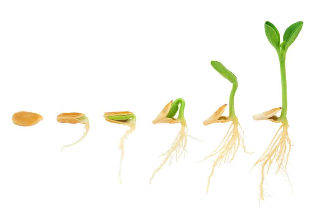 A sequence of seed growing