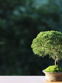 A small and gorgeous bonsai tree on a table outside