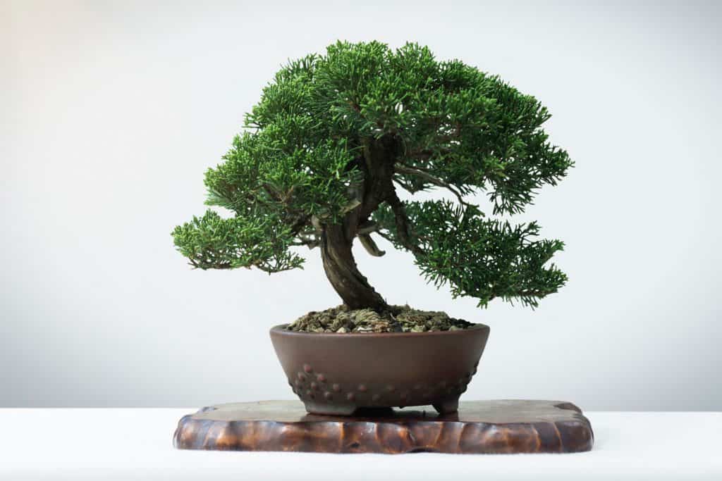 A small and nicely maintained bonsai tree on a clay pot