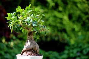 Read more about the article My Bonsai Tree Is Dry And Brittle—What To Do?