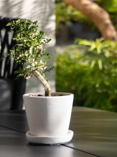A small bonsai tree in a white pot to propagate, 5 Best Types Of Soil For Bonsai Trees